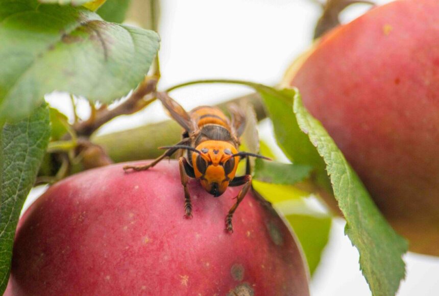 <p>A northern giant hornet seen on an apple. (Photo courtesy of Washington State Department of Agriculture)</p>