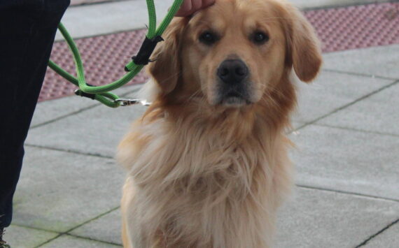 Photo by Bailey Jo Josie/Sound Publishing.
Downtown Renton is no stranger to photogenic dogs.
Photo by Bailey Jo Josie/Sound Publishing.