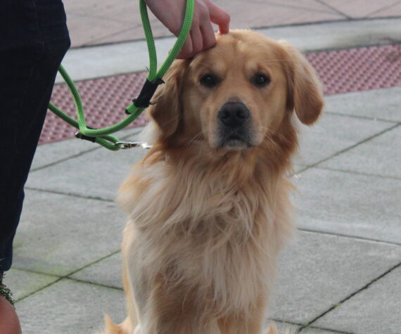 Photo by Bailey Jo Josie/Sound Publishing.
Downtown Renton is no stranger to photogenic dogs.
Photo by Bailey Jo Josie/Sound Publishing.