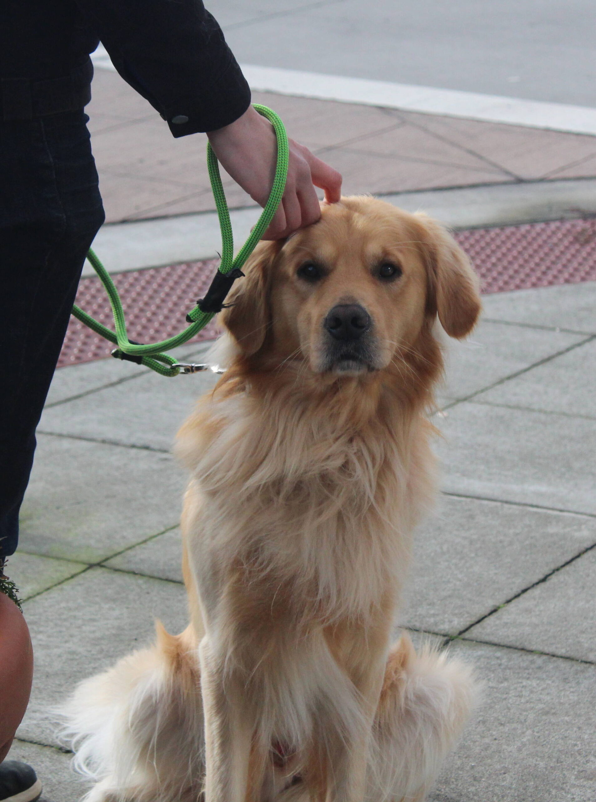 Photo by Bailey Jo Josie/Sound Publishing.
Downtown Renton is no stranger to photogenic dogs.
Photo by Bailey Jo Josie/Sound Publishing.