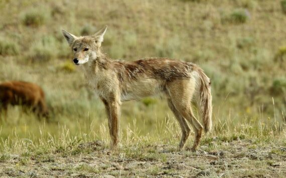 Photo of a coyote. Photo courtesy of Pixabay.