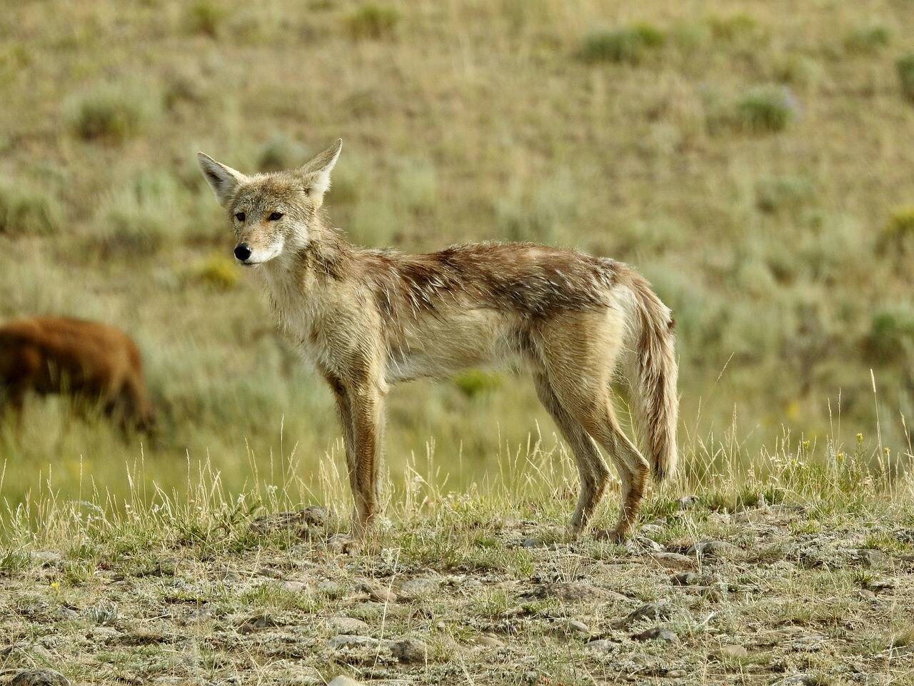 Photo of a coyote. Photo courtesy of Pixabay.