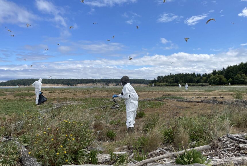 <p>Photo courtesy of Katherine Haman</p>
                                <p>Washington Department of Fish and Wildlife staff clean up Caspian tern carcasses during the bird flu outbreak on Rat Island in Jefferson County, 2023.</p>